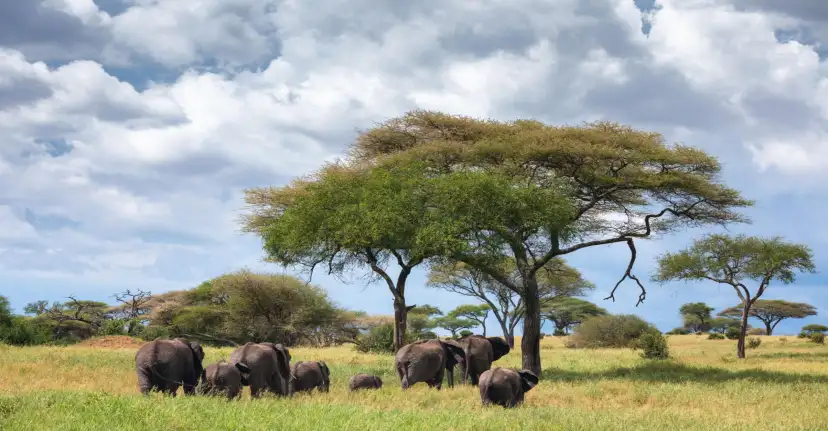Tarangire National Park