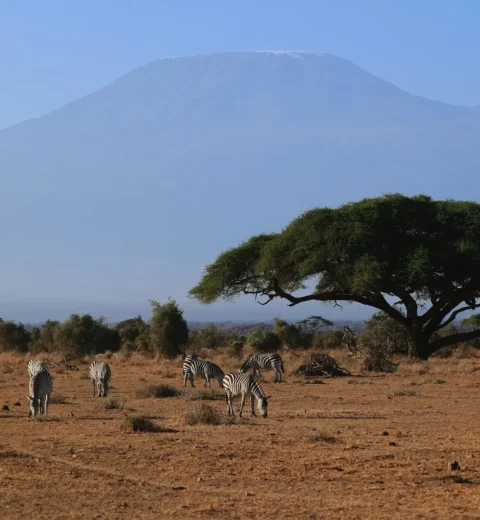 Your Guide to How Tripfy Africa Works